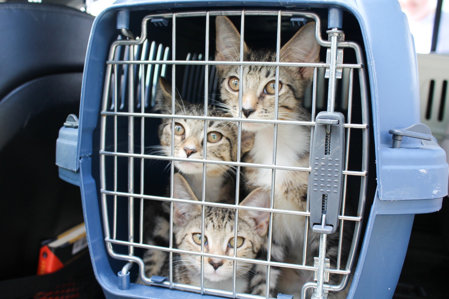 Three cats in a carrier that were rescued after Hurricane Helene. 