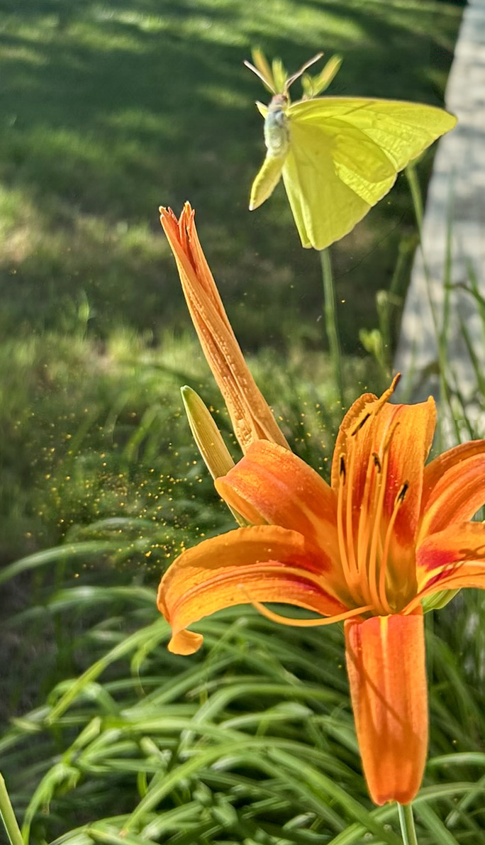 photo of plants