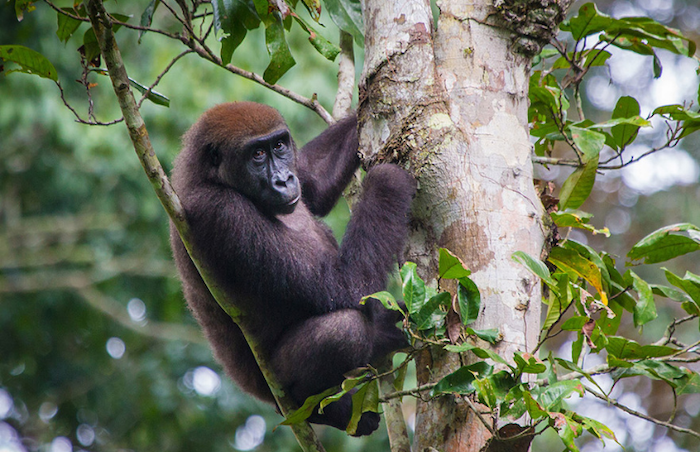 A gorilla is shown climbing a tree.