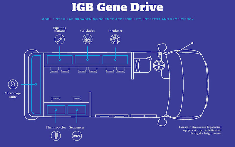 Diagram of IGB Gene Drive