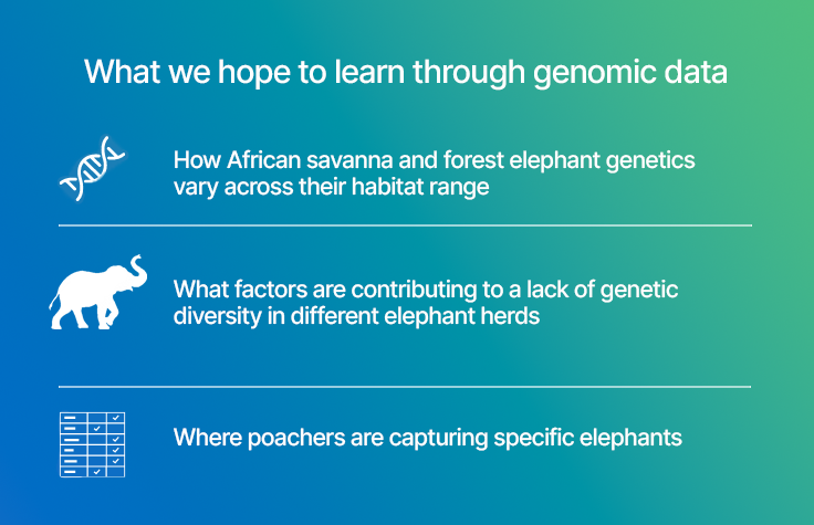 What we hope to learn through genomic data DADA How African savanna and forest elephant genetics vary across their habitat range What factors are contributing to a lack of genetic diversity in different elephant herds Where poachers are capturing specific elephants