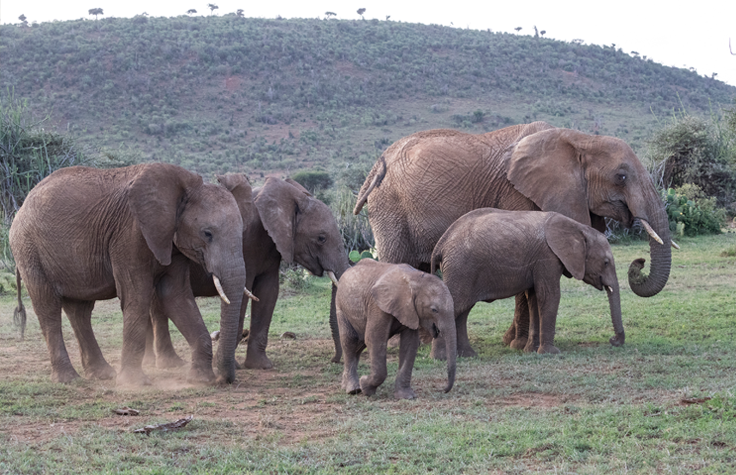Scientists can reconstruct an entire elephant population’s demographic history from a single individual’s genome. | Photo: San Diego Zoo Wildlife Alliance