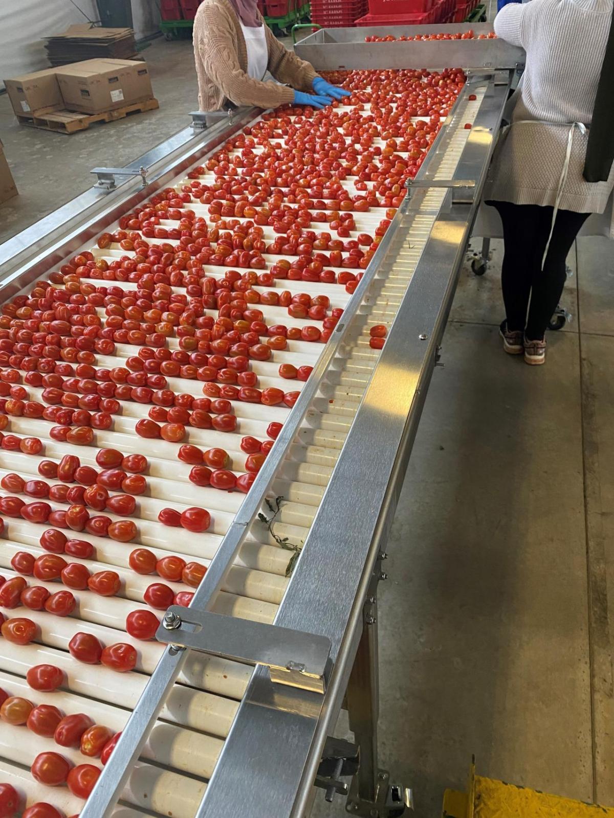 Grape tomatoes in factory 
