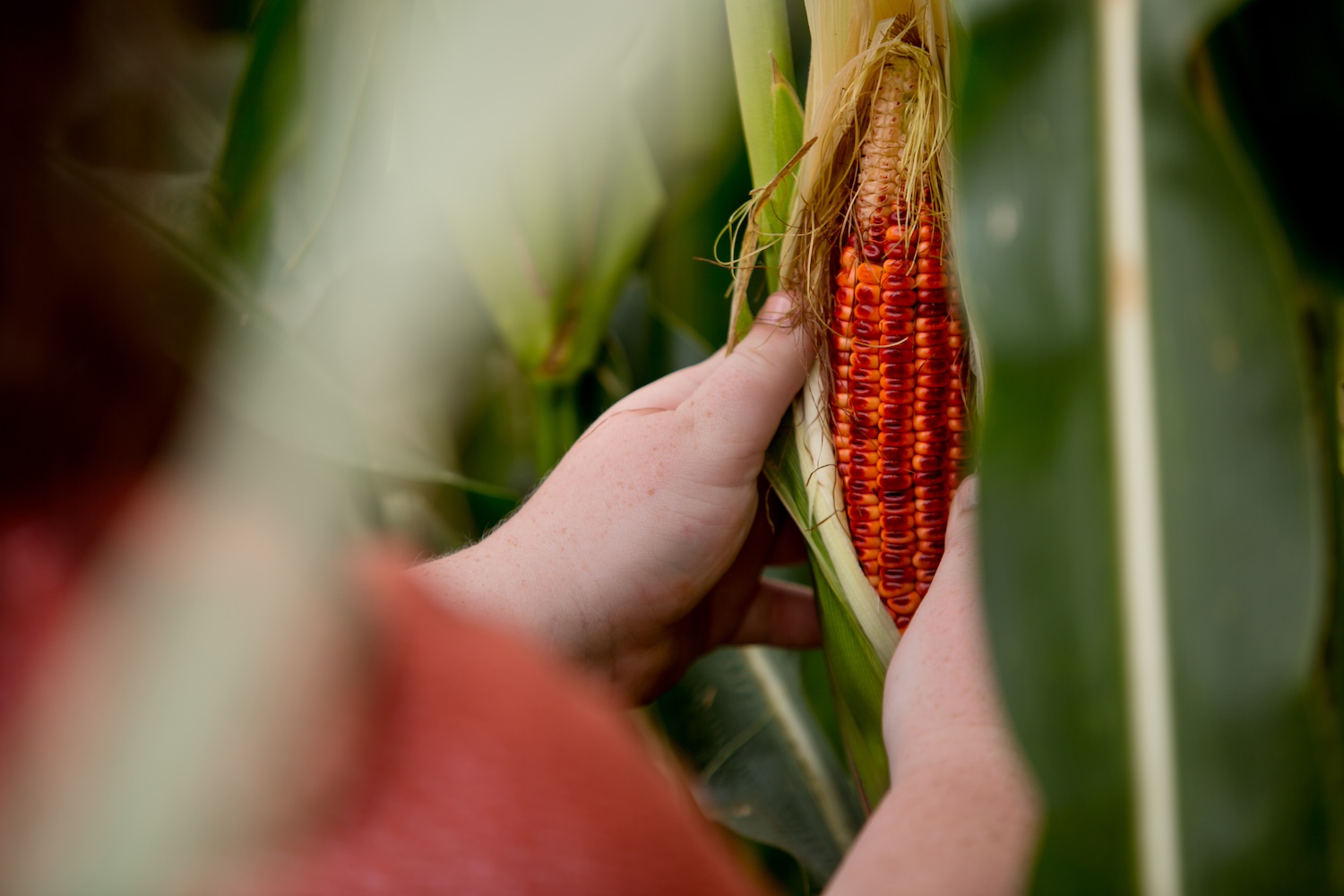 The Jeptha Creed signature, red-colored Bloody Butcher corn on the stalk. 