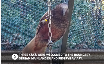 A Kaka bird in an enclosure