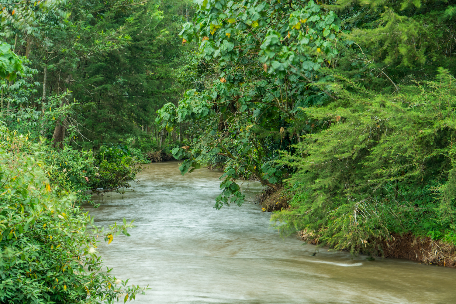 A river running through the Mau Forest in Kenya. 