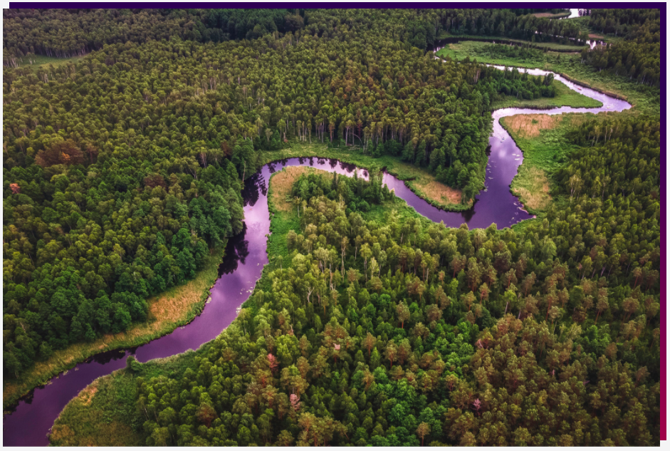 forest with river running through it, shown from above