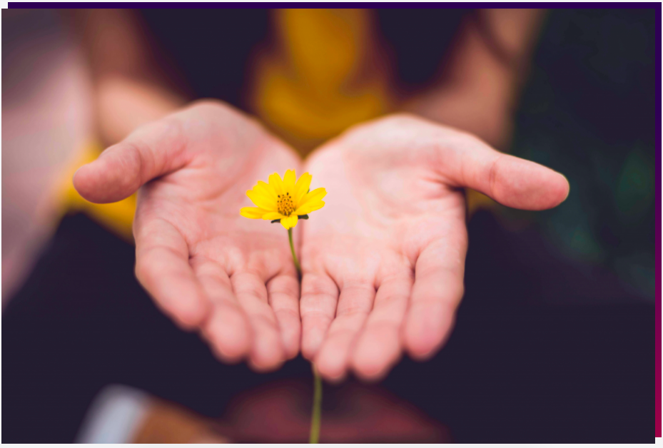 hands holding out a yellow flower
