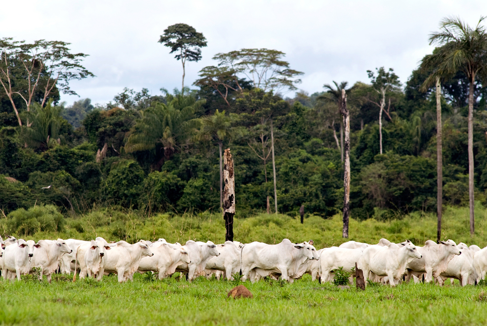 A herd of cattle in an open field surrounded by forest.
