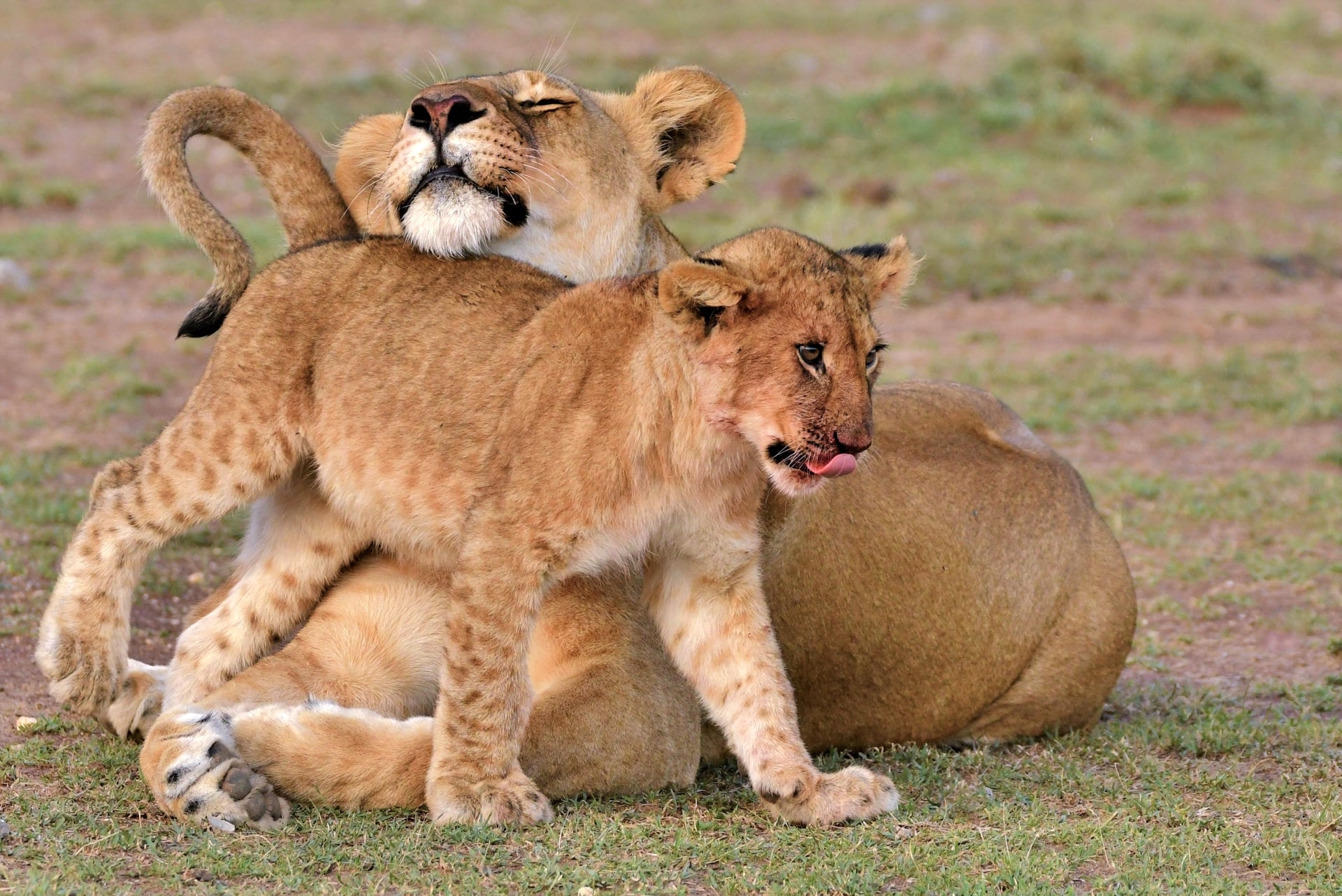 Maasai Mara National Reserve, Kenya