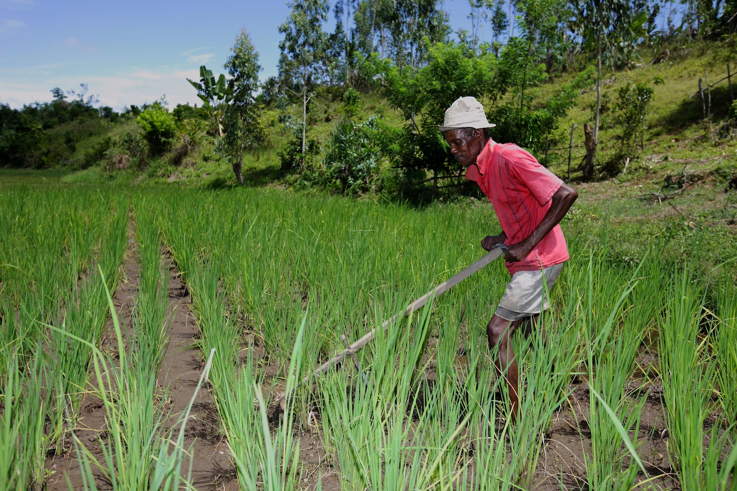 A farmer in Madagascar tends to their rice field with a hoe.