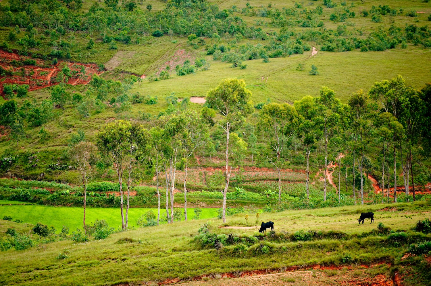 A landscape of fields dotted with a couple of cows in Analamanga, Madagascar.