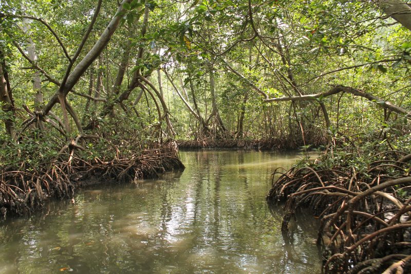 One of the mangroves dotted along Colombia's Caribbean coast