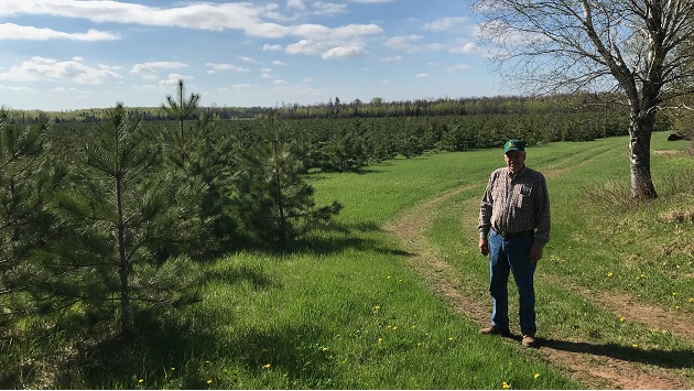 person standing outside next to a large plot of small trees