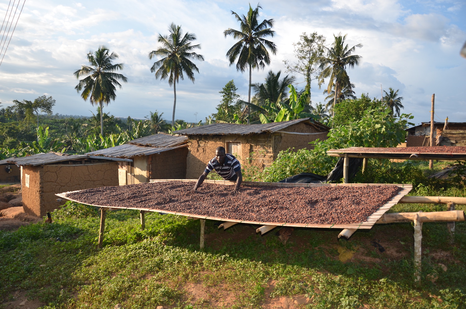 Mondelez Net-Zero Value Chain - Cocoa Life Farming in Ghana