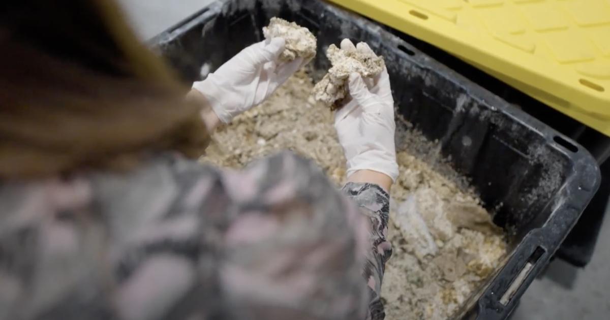 A person with gloved hands crumbling a bin of off white material.
