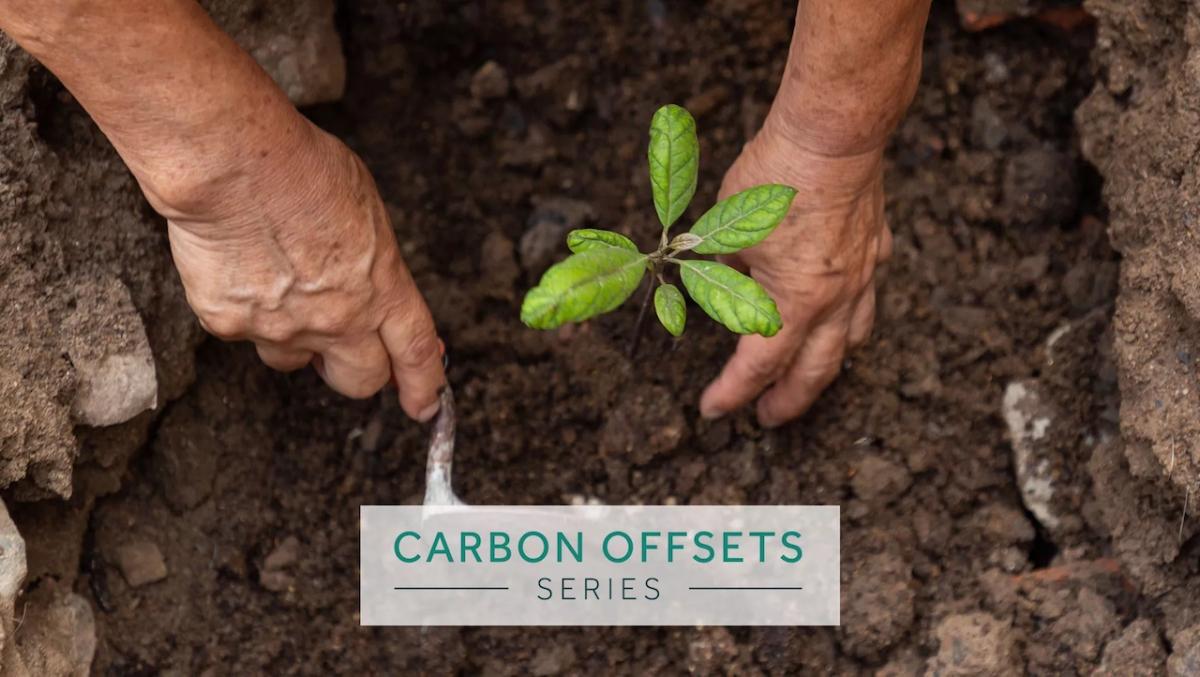 Carbon Offsets Series: Small plant shown being planted in the ground.