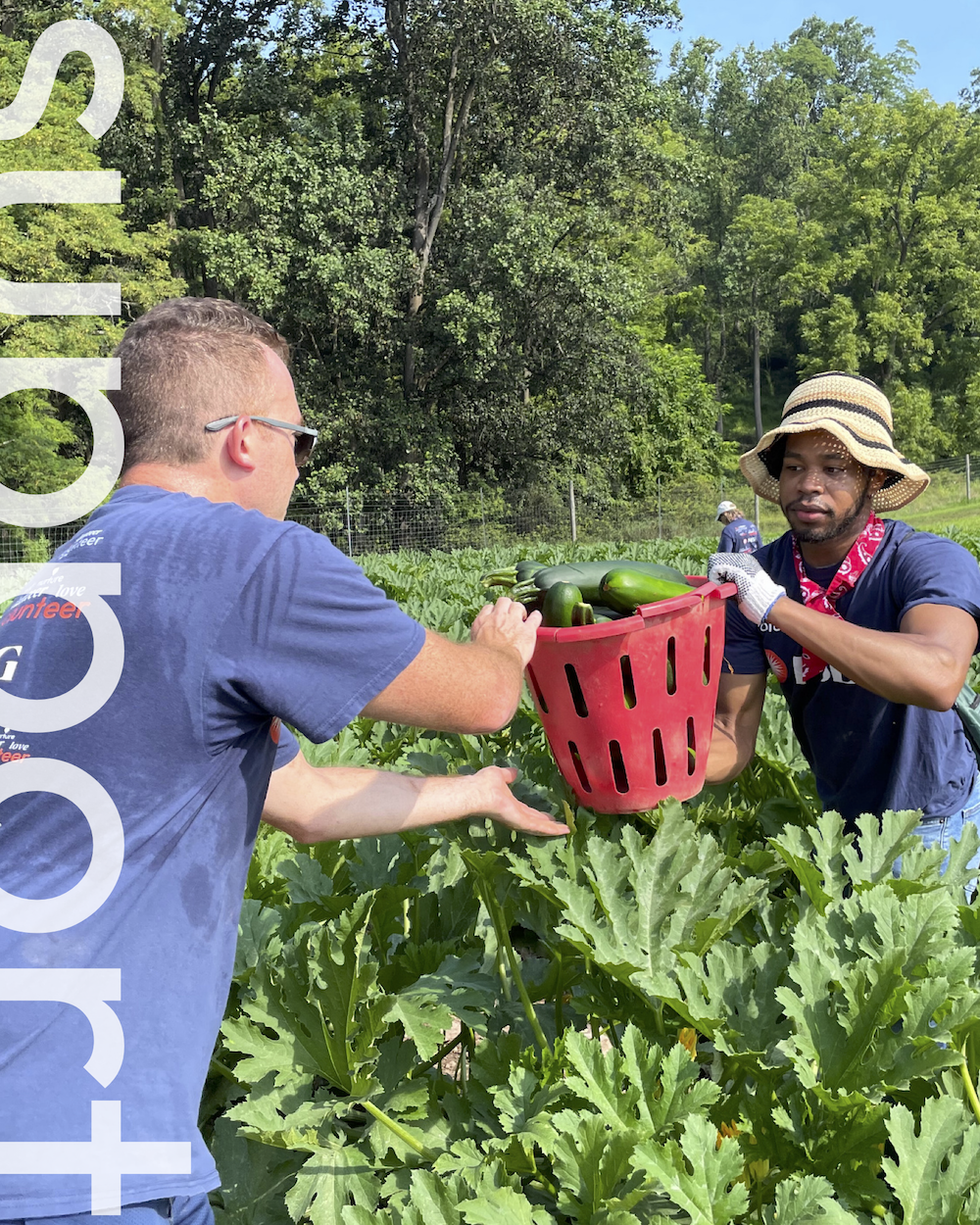 Two people picking produce in a large garden
