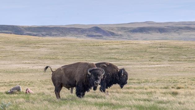Two buffalo on an open plain.