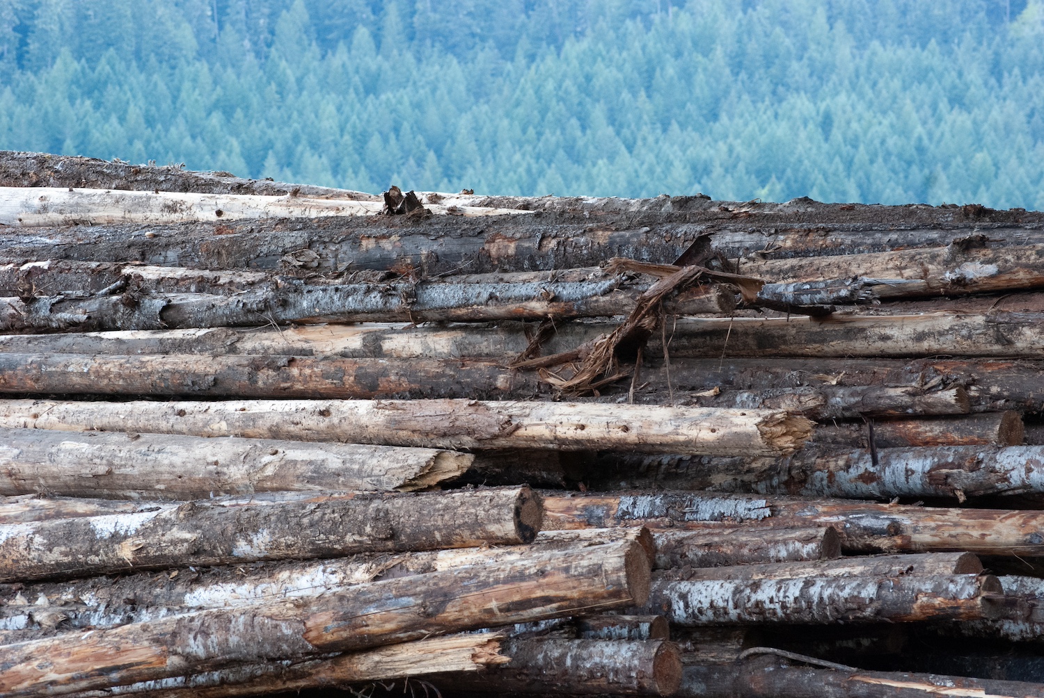 A pile of salvaged logs in Brock’s Wood Lot in Oakridge. 