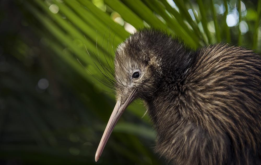 Close up of a Kiwi bird, foliage behind it.