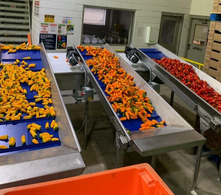 peppers on a conveyor belt