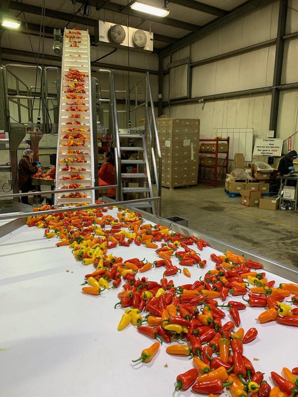 peppers on a conveyor belt 