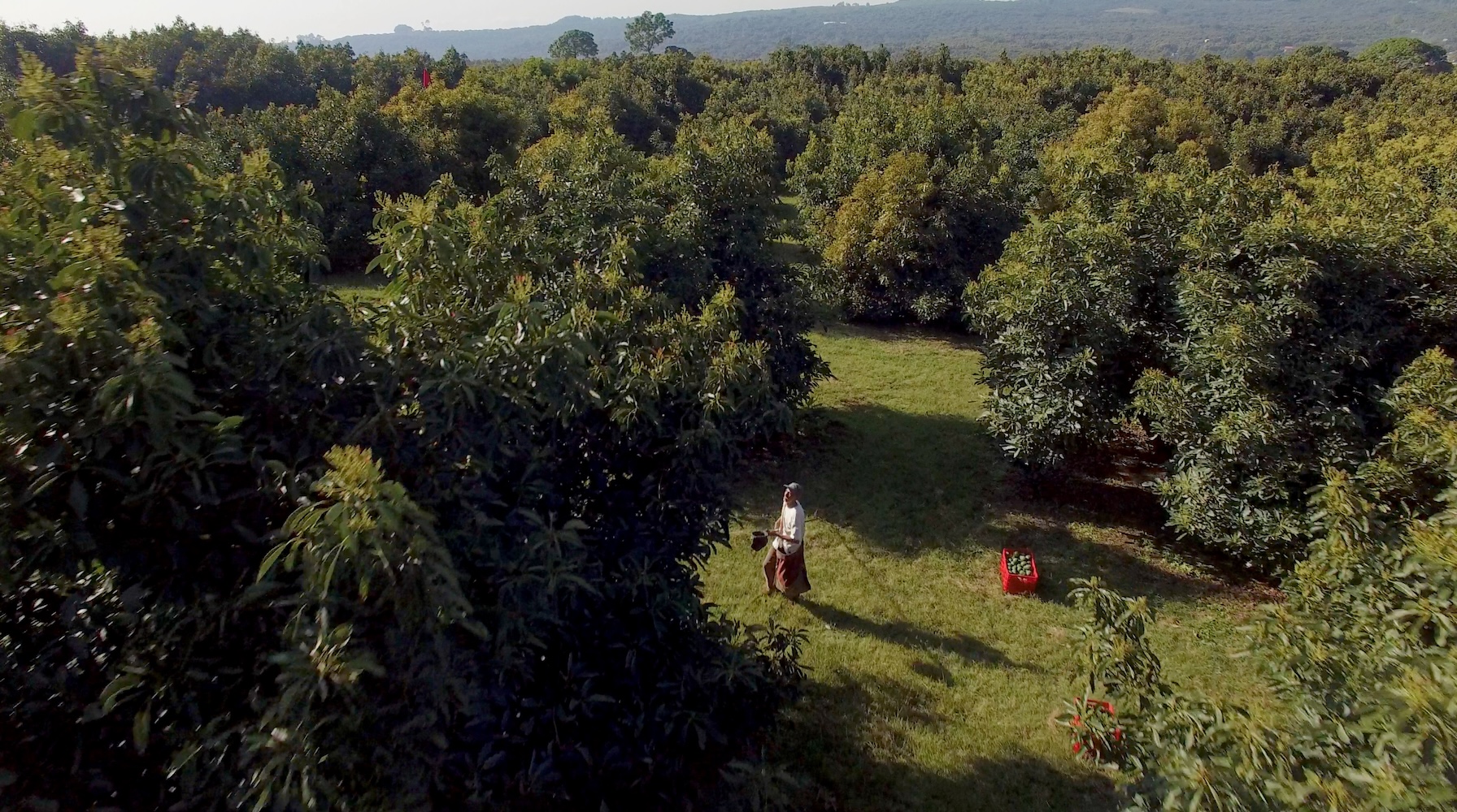 avocado orchard in Mexico — growing avocados