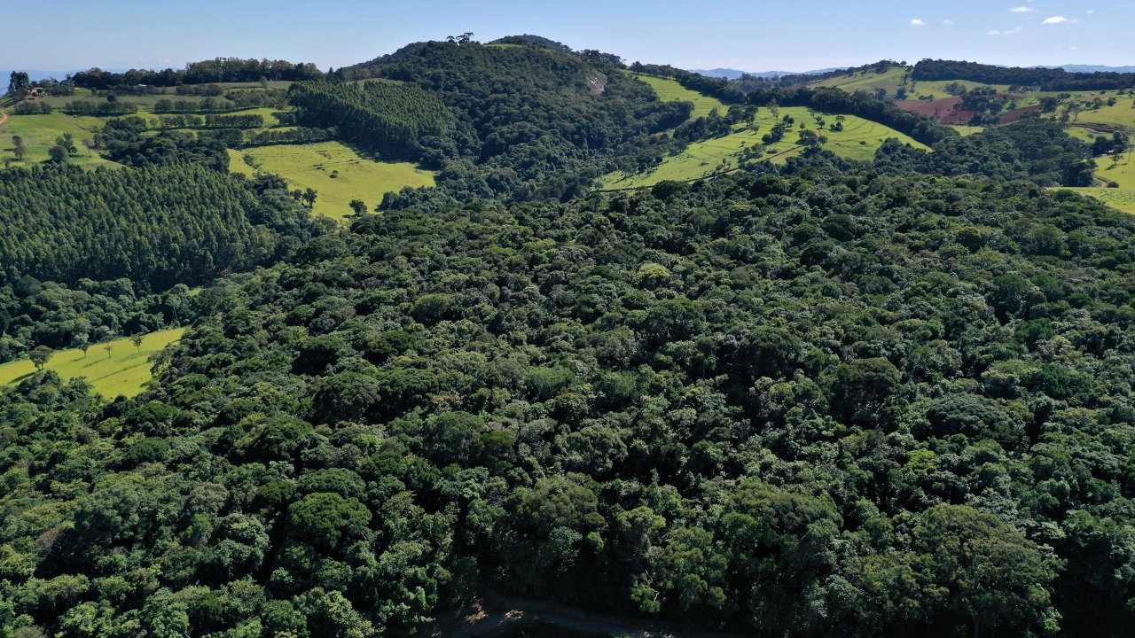 Forests along rolling hills