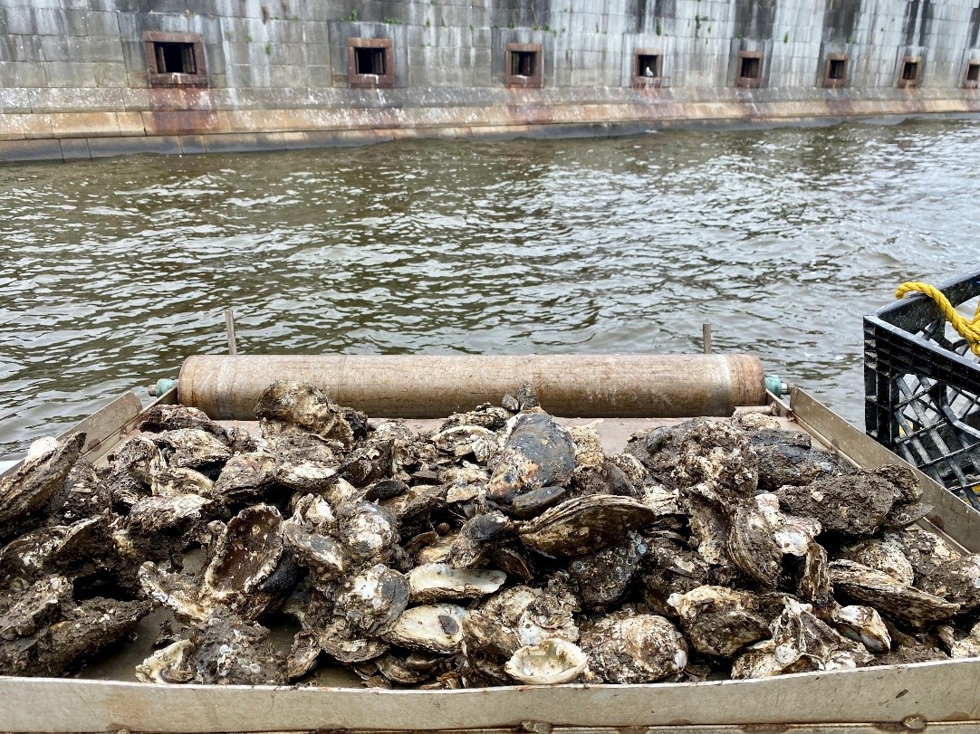 Container of oysters near the water, waiting to be planted