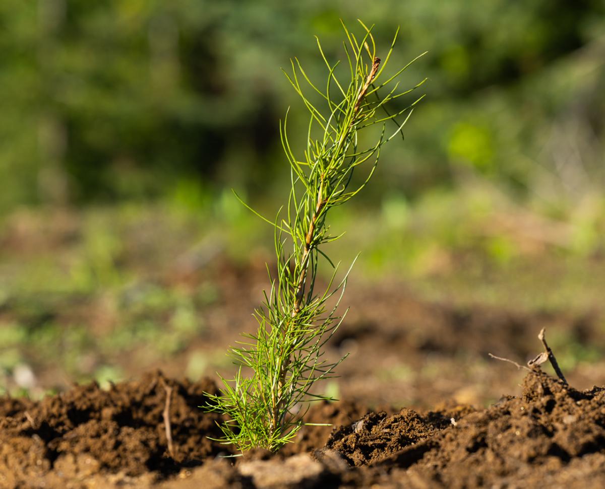 a tree planted in the ground