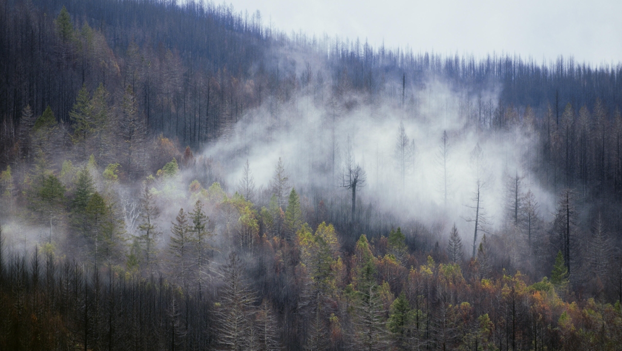 vaizdas į mišką su dūmais