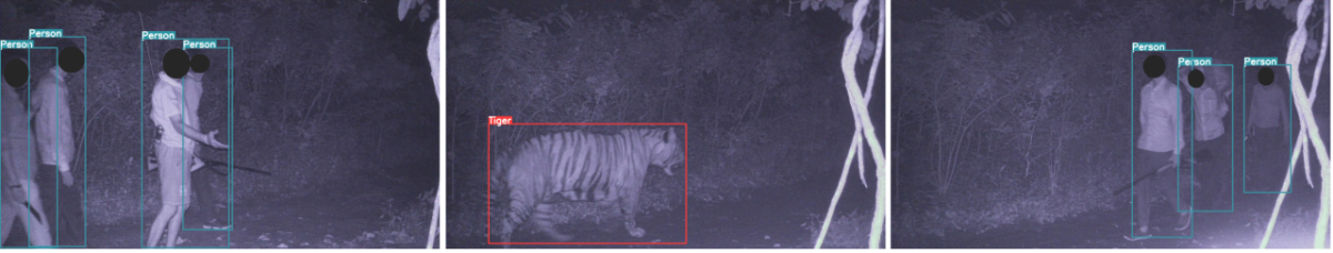  Real-time transmissions of image detection from TrailGuard AI units deployed on a trail in Dudhwa Tiger Reserve, India. 