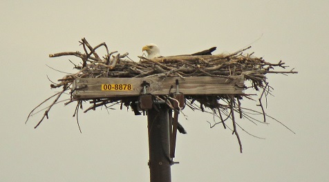 Eagle in nest on top of a PSEG power line.