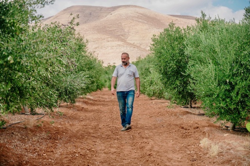 A Palestinian farmer walks between the rows of olive trees on his farm.