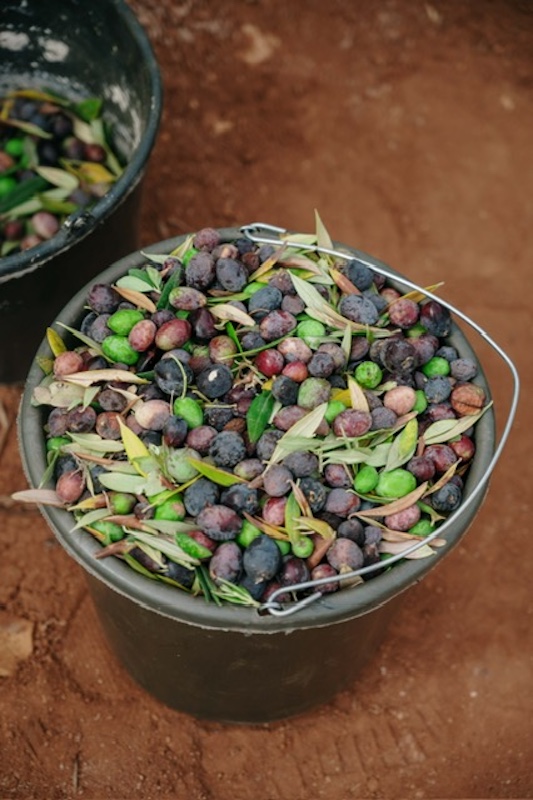 A bucket of olives harvested from a Freedom Farm. 