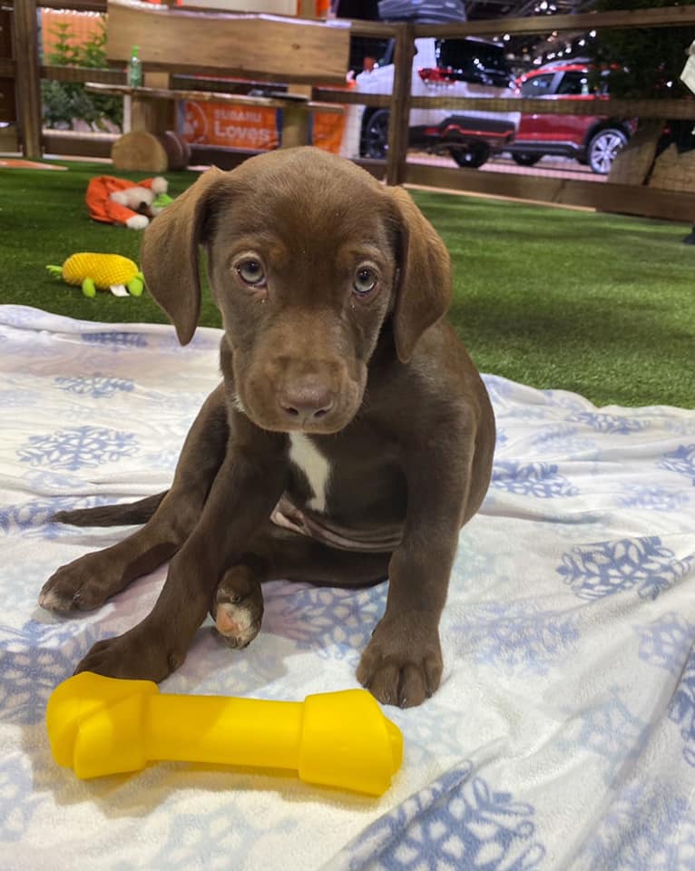 puppy with a bone