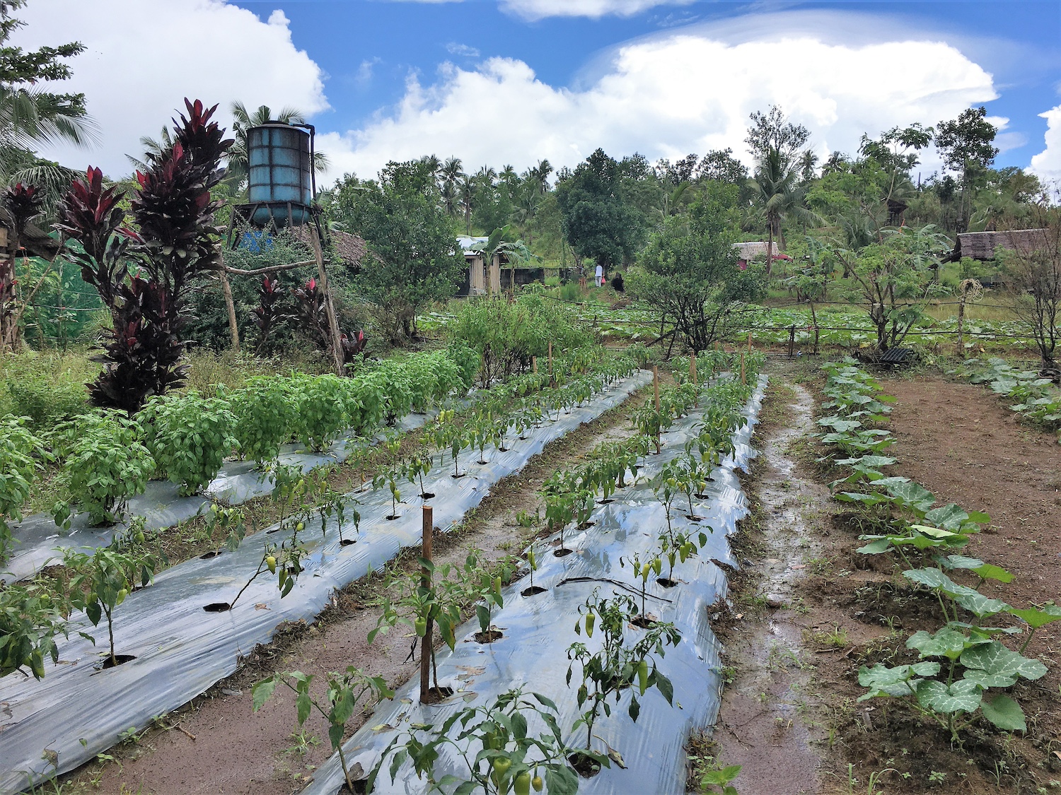 A variety of crops growing in the La Cocina de Marabut field in the Philippines.