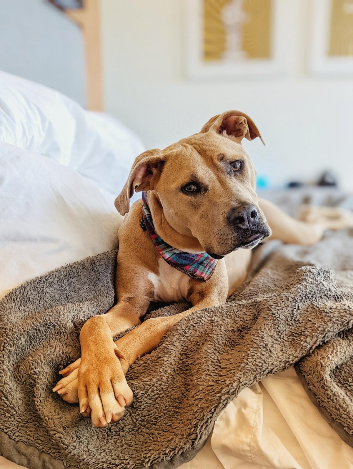 Phoebe has taught us plenty of things. She is a pit mix, which tends to carry a certain stigma, but if they only knew what a pushover she is! I’m amazed every day at just how much she loves people and other dogs. — Jason Pearce and dog, Phoebe