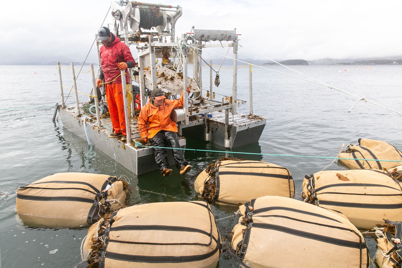 Blue Evolution employees collecting seaweed. 