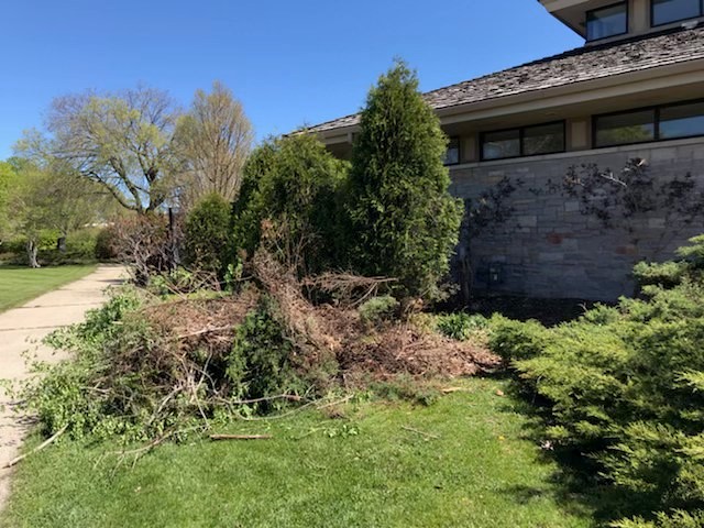 plant debris on grass