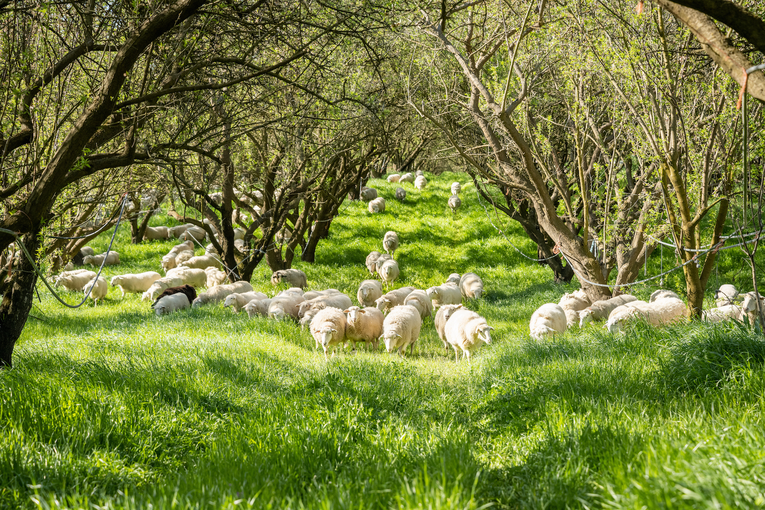 Sheep grazing between trees on a farm - regenerative agriculture