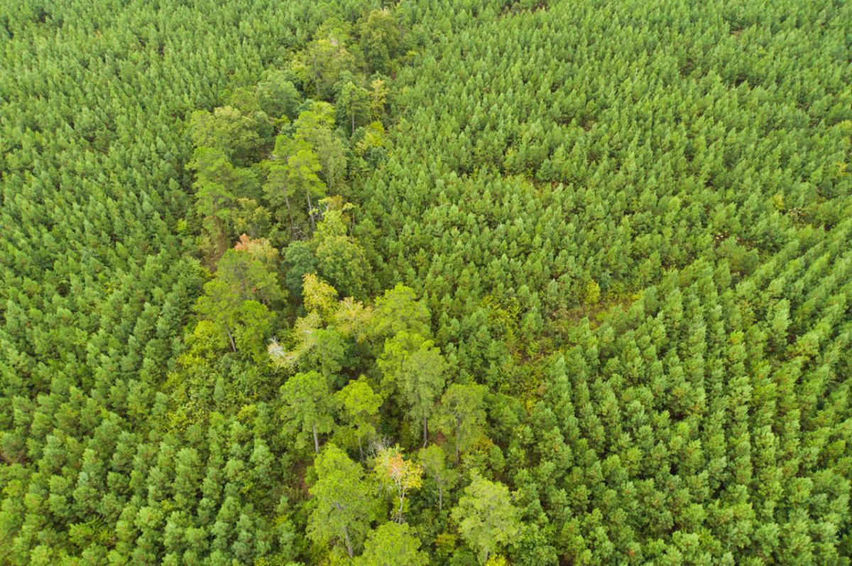 Aerial view of a heavily forested area.