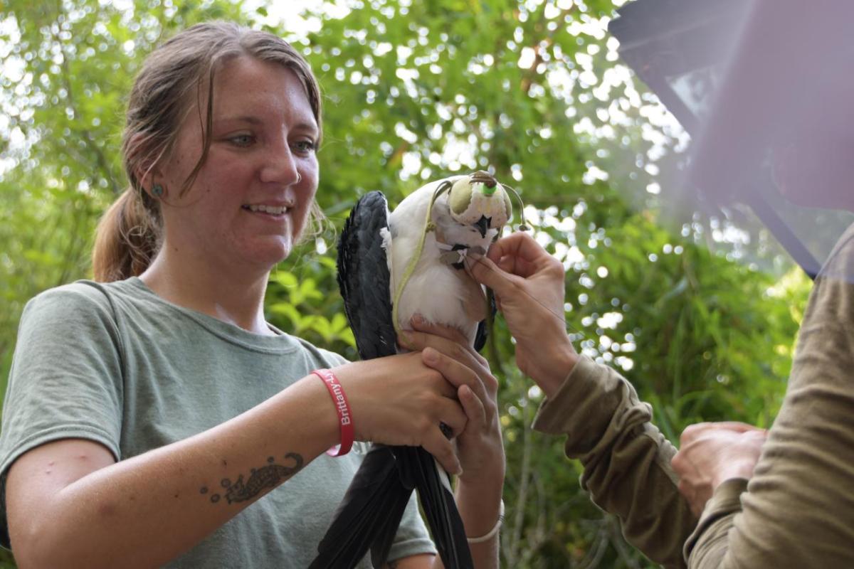 A person holding a swallow-tailed kite 