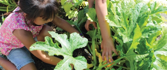 child and lettuce in a garden
