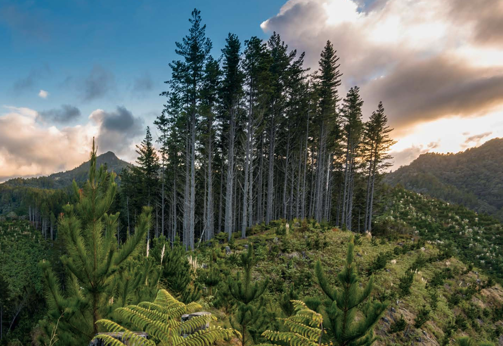 trees with a skyline behind