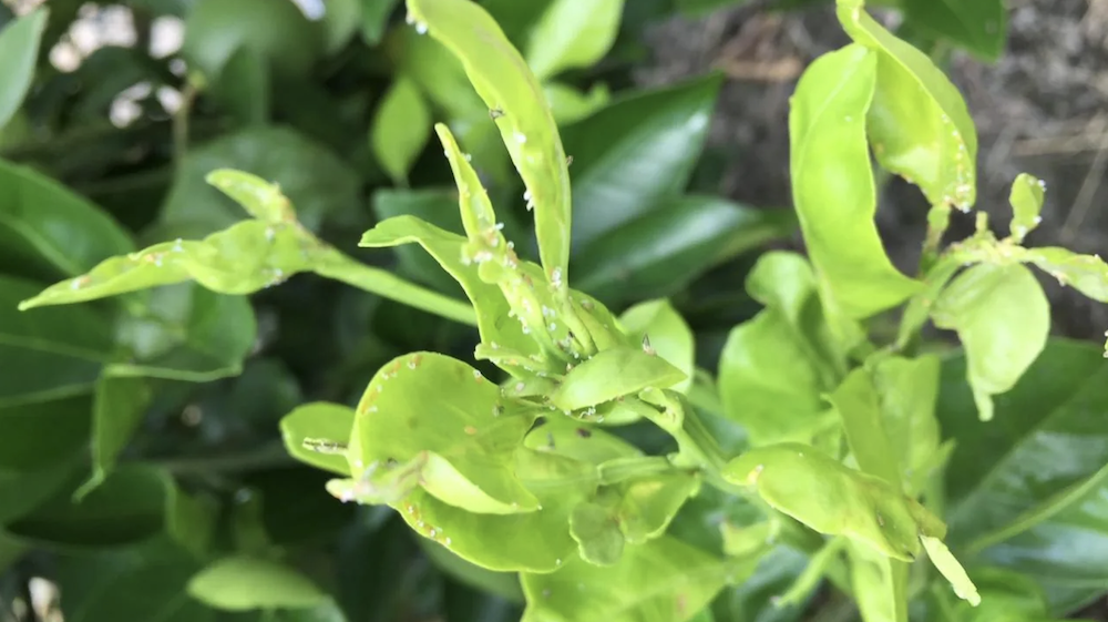Immature citrus shoots infested with adult Asian Citrus Psyllid. Image taken by Brandon Page, Field Trial Manager, CRDF