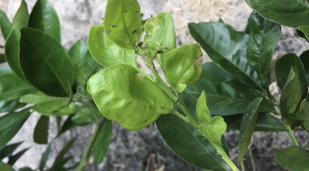 The invasive Asian Citrus Psyllid multiplies quickly, producing up to 30 generations in one year, causing large scale devastation. Image taken by Brandon Page, Field Trial Manager, CRDF