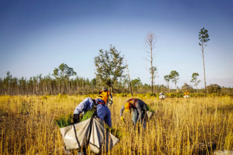 Workers plant longleaf pine saplings in the Florida Panhandle’s Econfina Creek Water Management Area.