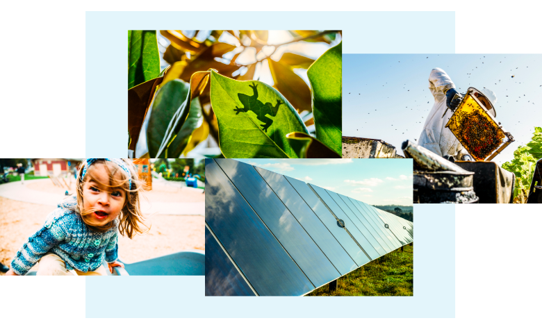 collage of little girl playing, a frog on a leaf, solar panels, and a beekeeper